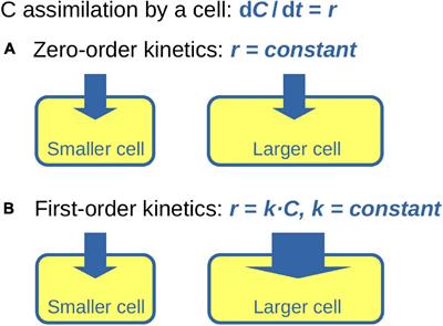 Calculation and Interpretation of Substrate Assimilation Rates in Microbial Cells Based on Isotopic Composition Data Obtained by nanoSIMS